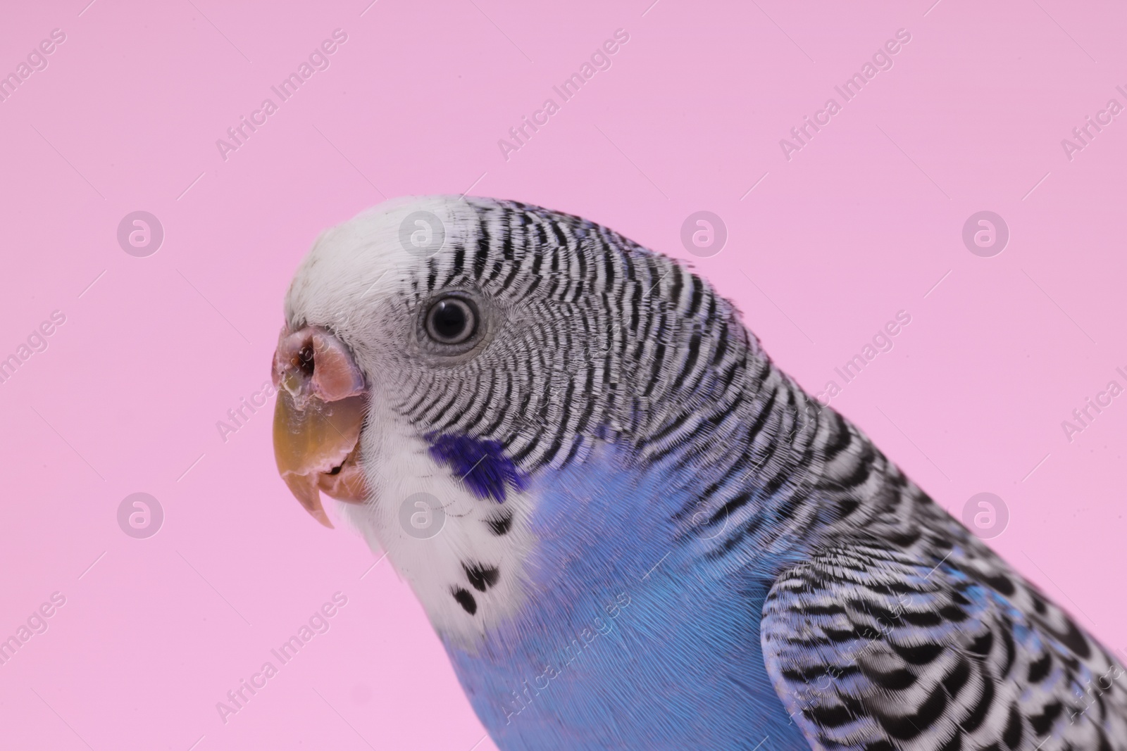 Photo of Beautiful bright parrot on pink background, closeup. Exotic pet