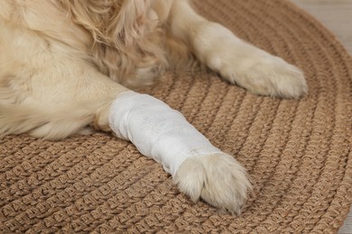 Photo of Cute golden retriever with bandage on paw at home, closeup