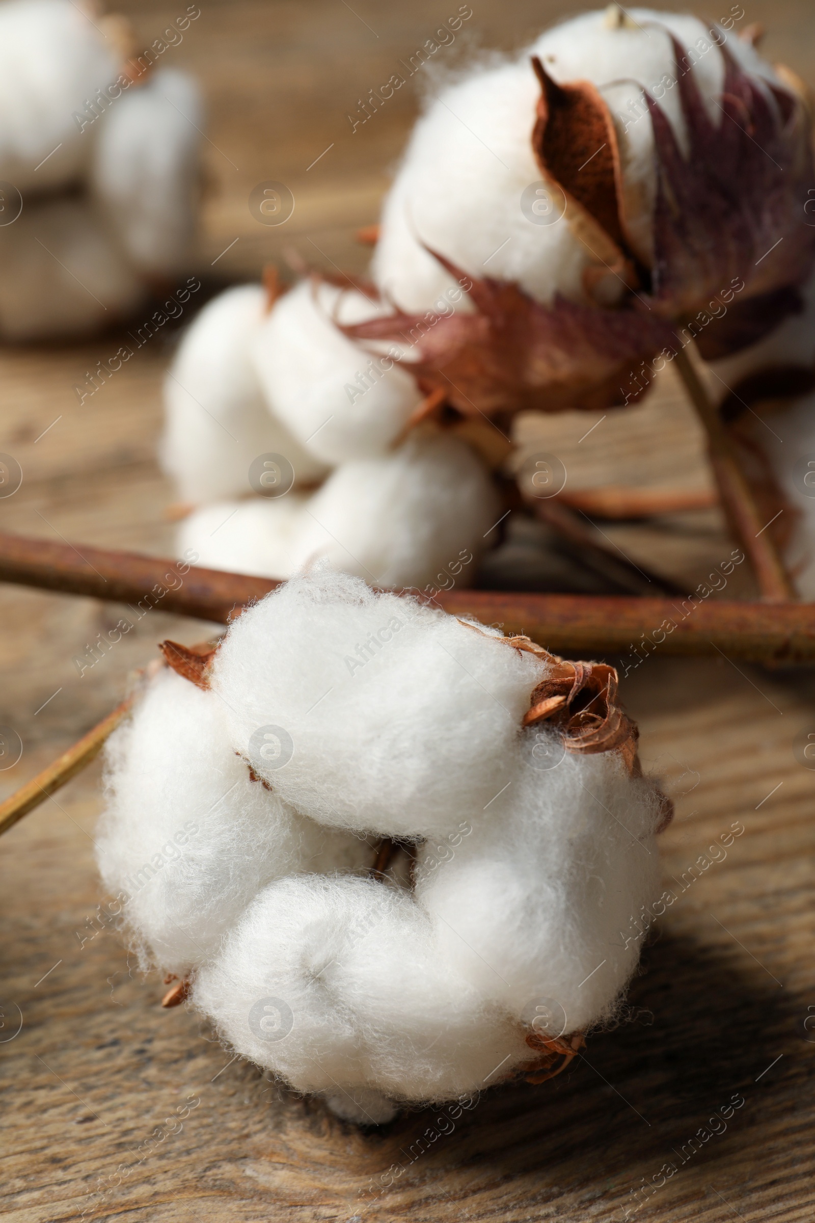 Photo of Dried cotton branch with fluffy flowers on wooden table, closeup