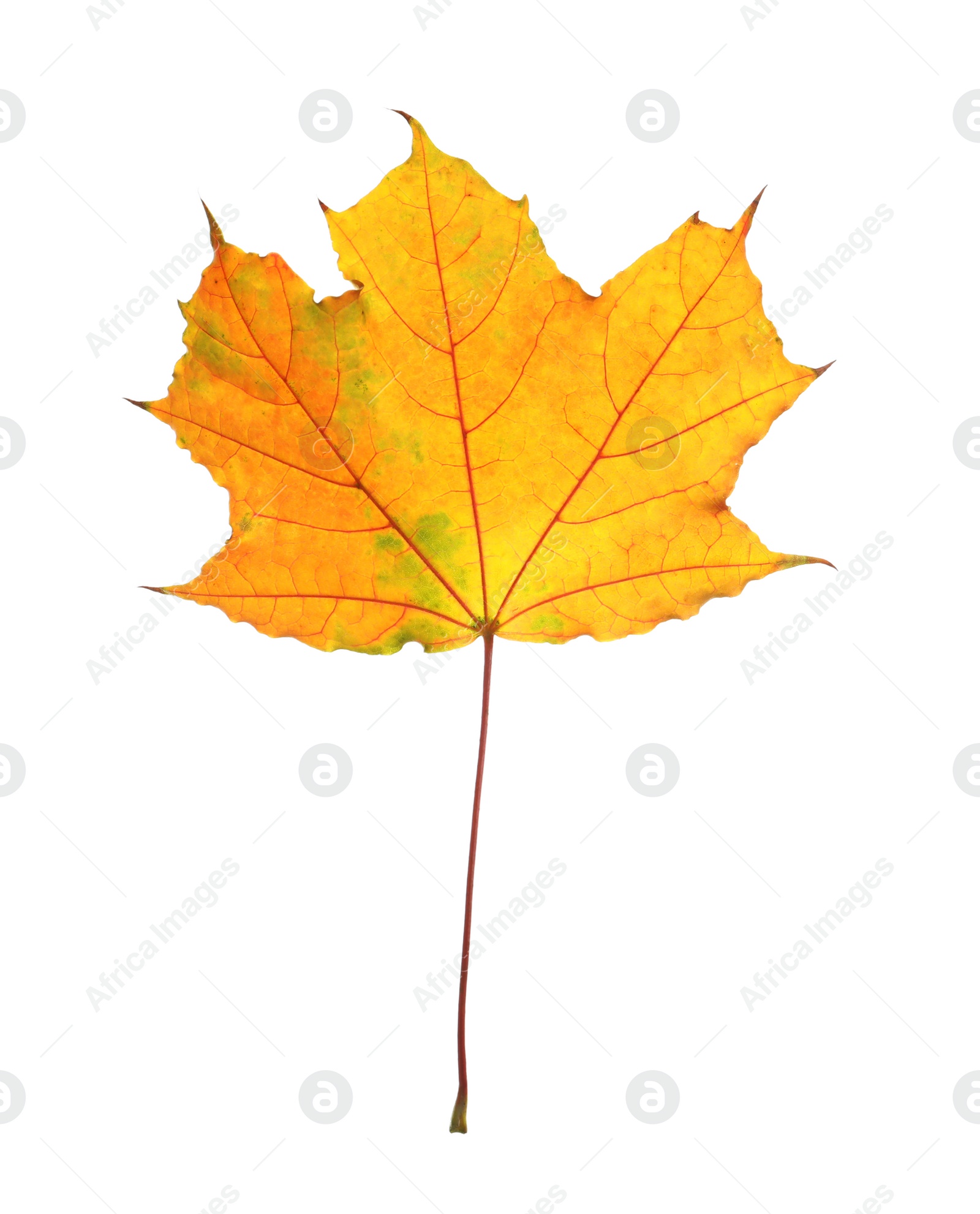 Photo of Beautiful autumn leaf on white background. Fall foliage