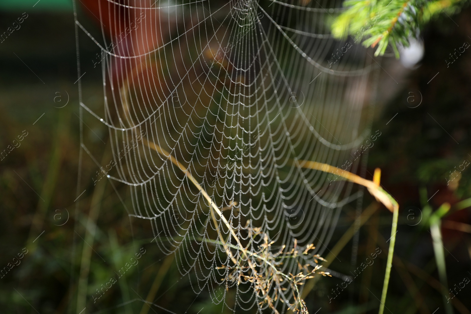 Photo of Closeup view of spider web in countryside