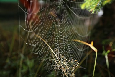 Photo of Closeup view of spider web in countryside