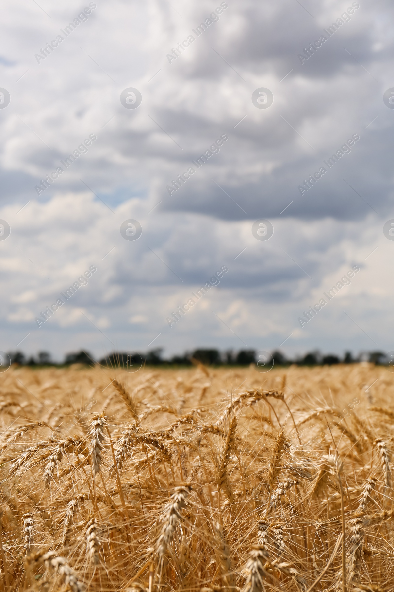 Photo of Beautiful view of agricultural field with ripe wheat spikes