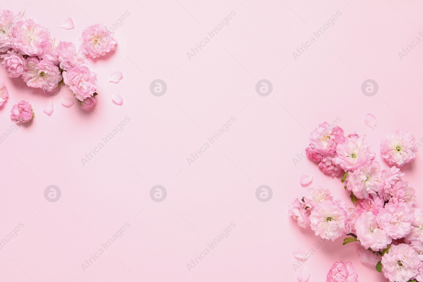 Photo of Beautiful sakura tree blossoms on pink background, flat lay. Space for text