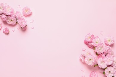 Beautiful sakura tree blossoms on pink background, flat lay. Space for text