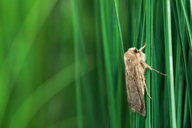 Photo of Paradrina clavipalpis moth on green grass outdoors, space for text