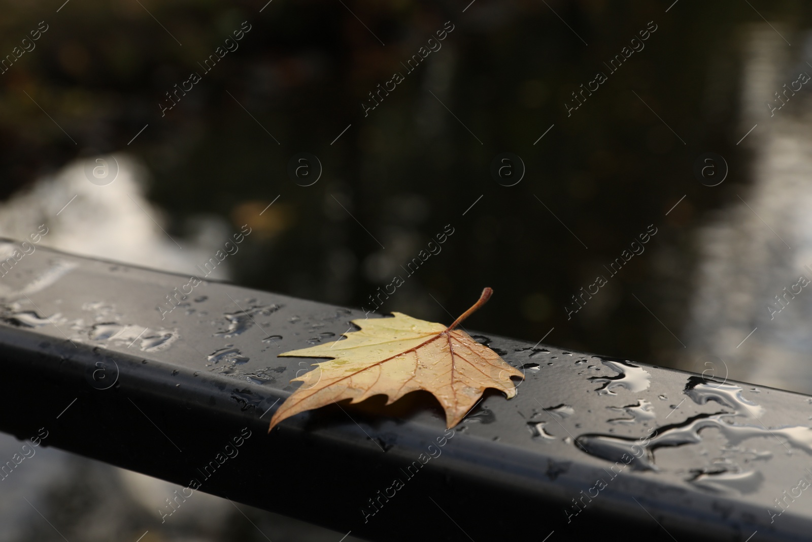 Photo of Beautiful wet yellowed maple leaf on black metal handrail in park