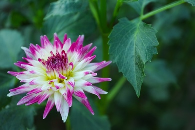 Photo of Beautiful blooming violet dahlia flower in green garden, closeup. Space for text