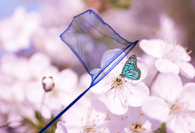 Image of Bright net and beautiful butterfly on blossoming cherry tree outdoors