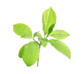 Branch with green leaves on white background