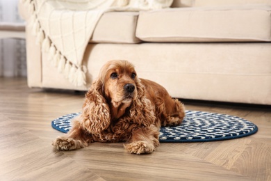 Photo of Cute Cocker Spaniel dog lying on warm floor indoors. Heating system