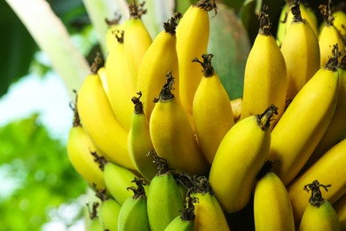 Delicious bananas growing on tree outdoors, closeup view. Space for text