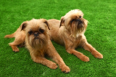 Photo of Studio portrait of funny Brussels Griffon dogs on green grass