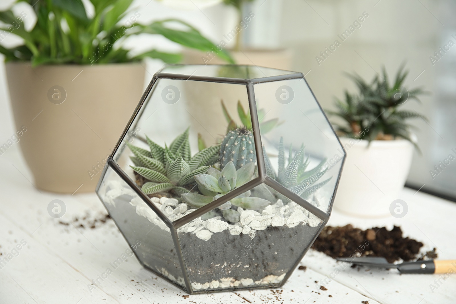 Photo of Glass florarium with succulents on wooden window sill. Transplanting home plants