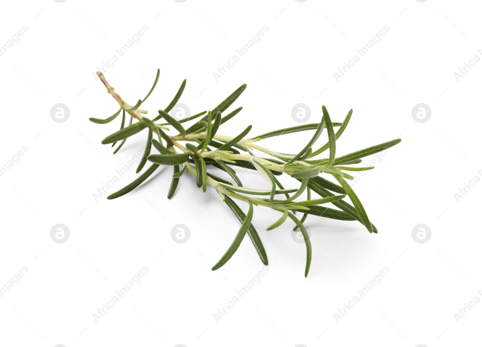 Photo of Sprig of fresh rosemary isolated on white