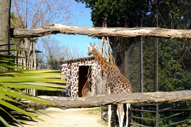 Photo of Beautiful spotted giraffes behind wooden barrier in zoo