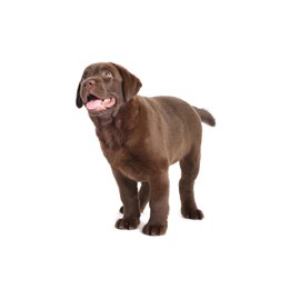 Photo of Cute chocolate Labrador Retriever puppy on white background