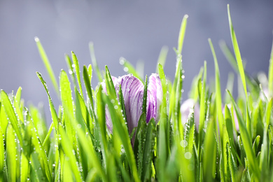 Fresh green grass and crocus flower with dew, closeup. Spring season