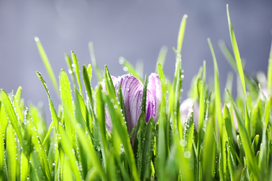 Photo of Fresh green grass and crocus flower with dew, closeup. Spring season