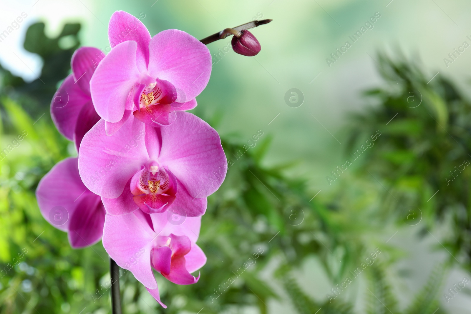 Photo of Beautiful tropical orchid flowers on blurred background. Space for text