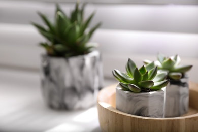 Photo of Beautiful potted succulents on white window sill, closeup. Space for text