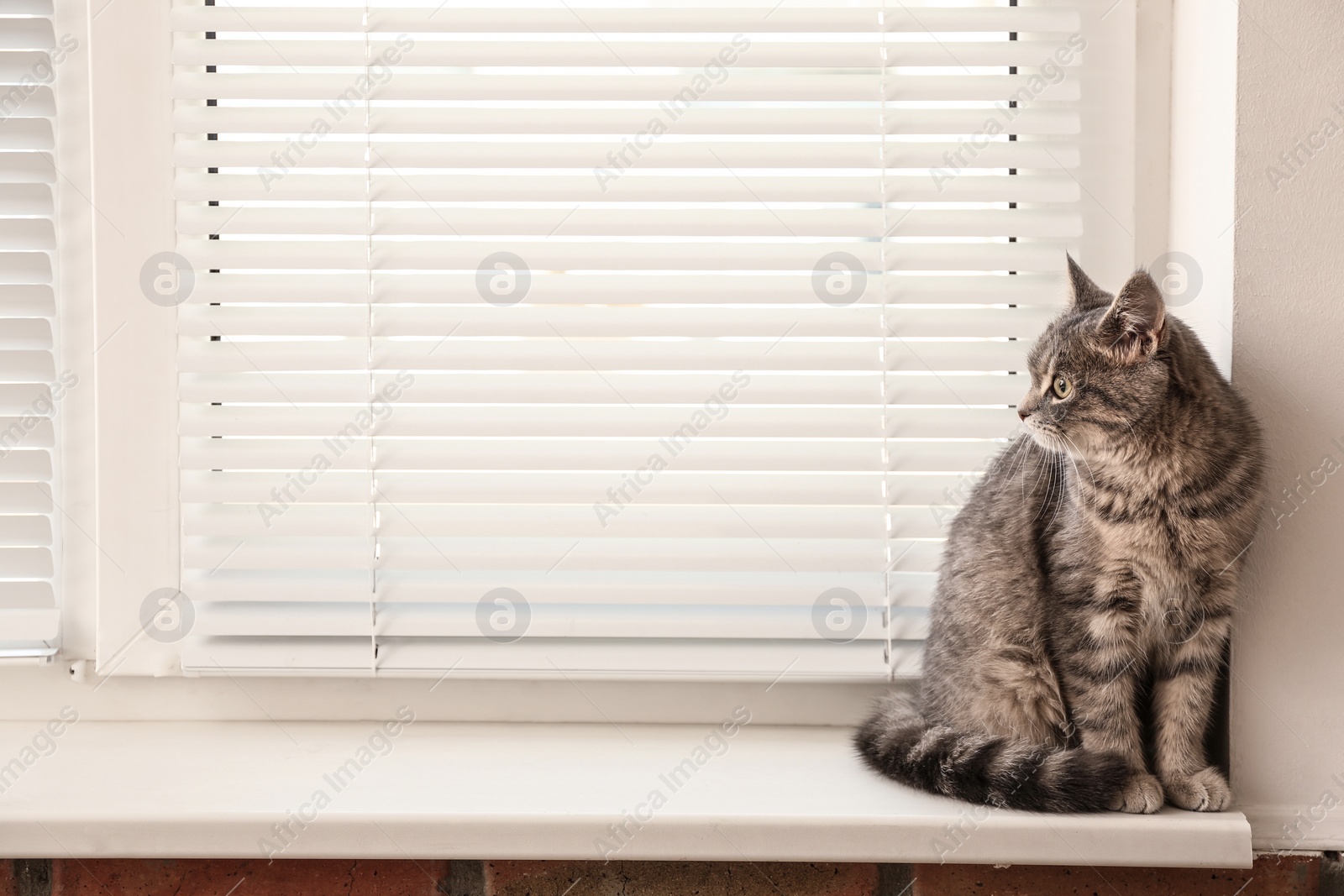 Photo of Cute tabby cat near window blinds on sill indoors, space for text