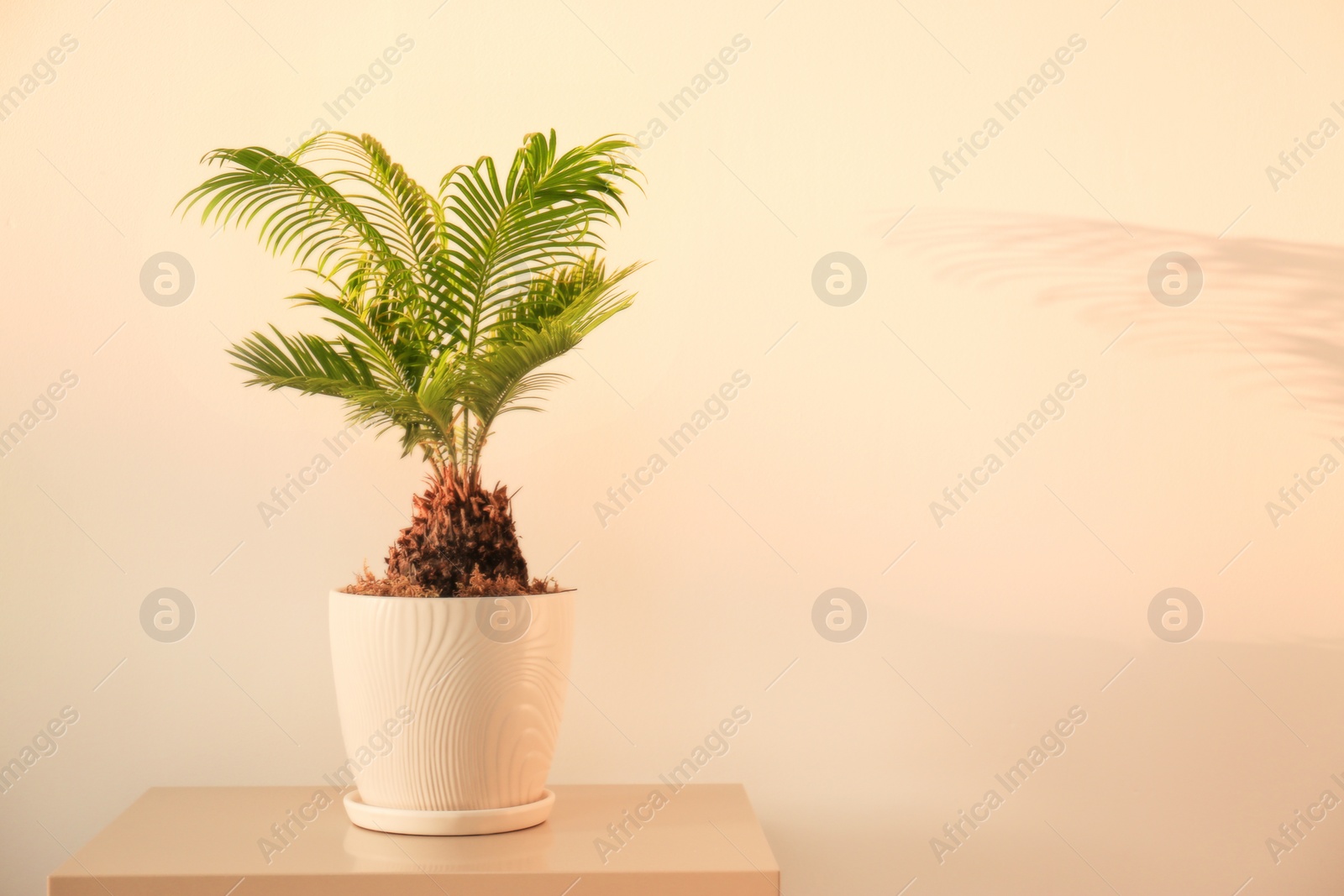 Photo of Tropical palm with bright green leaves on light background