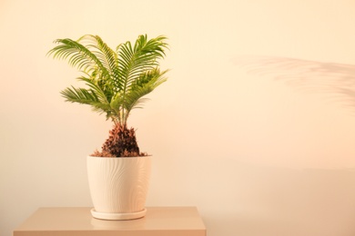 Tropical palm with bright green leaves on light background