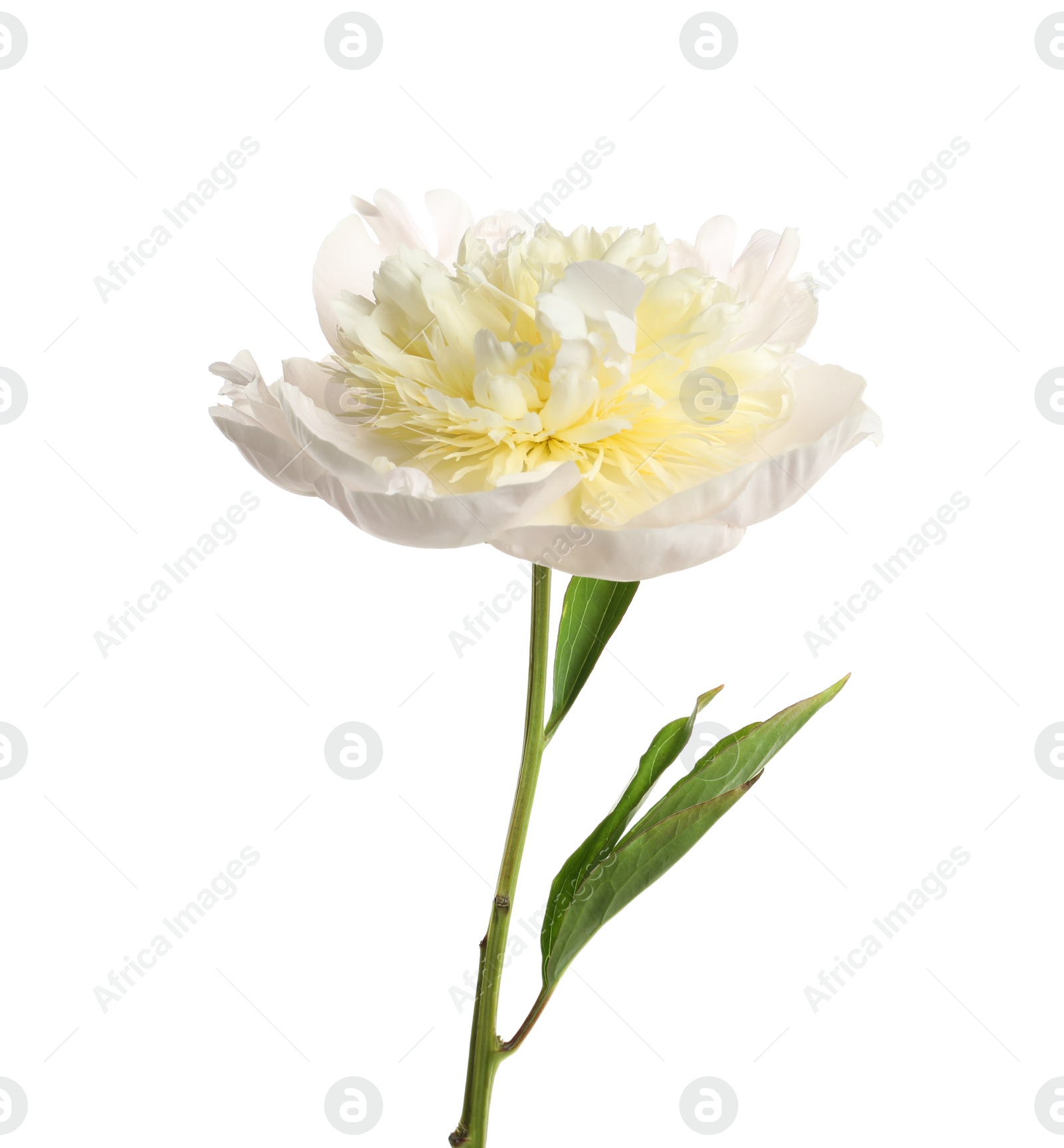 Photo of Beautiful fresh peony flower with leaves on white background