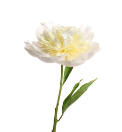 Photo of Beautiful fresh peony flower with leaves on white background