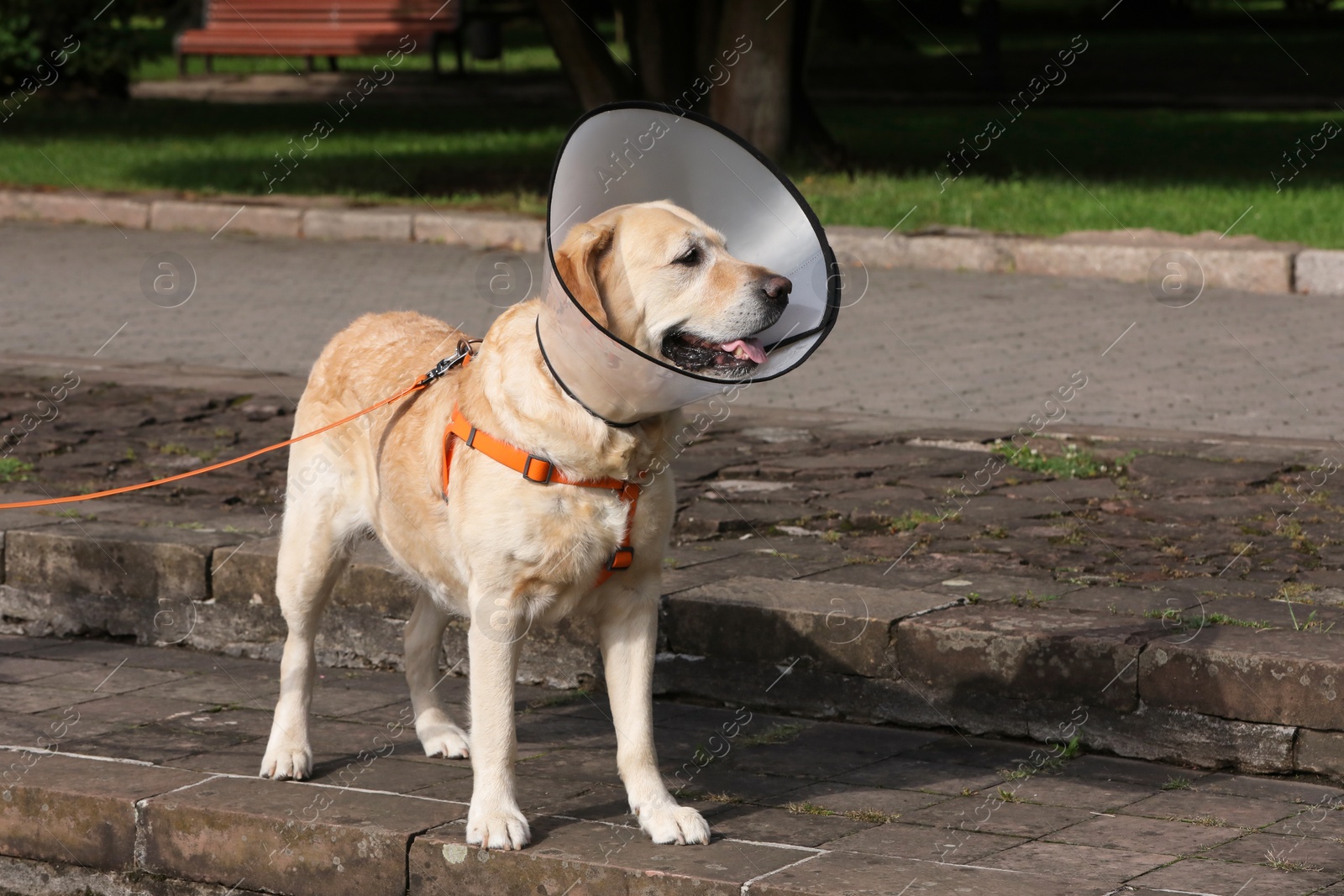 Photo of Adorable Labrador Retriever dog wearing Elizabethan collar outdoors, space for text