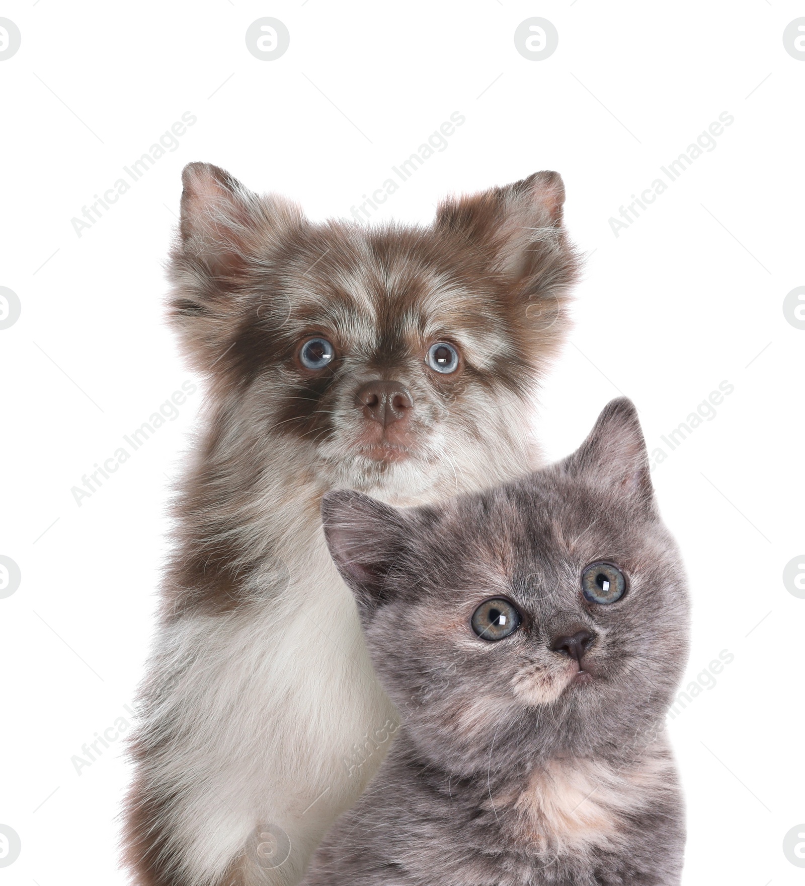 Image of Adorable cat and dog on white background. Cute friends
