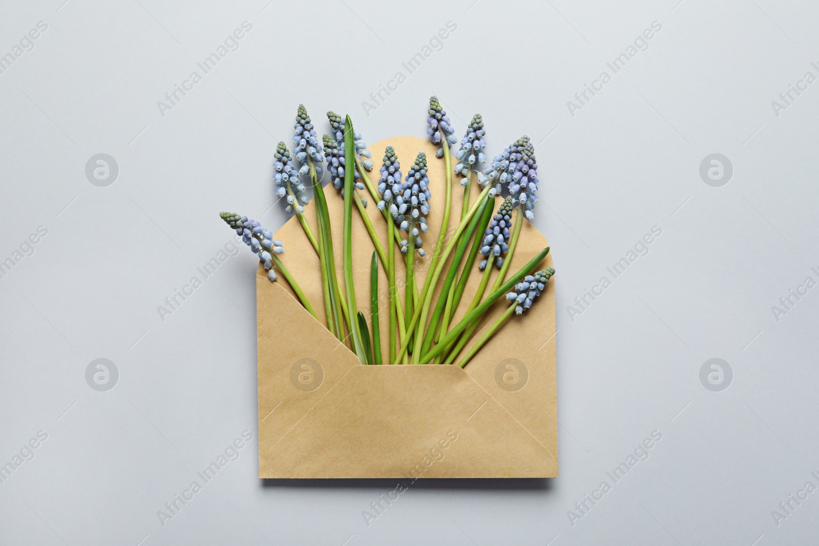 Photo of Envelope with beautiful spring muscari flowers on grey background, top view