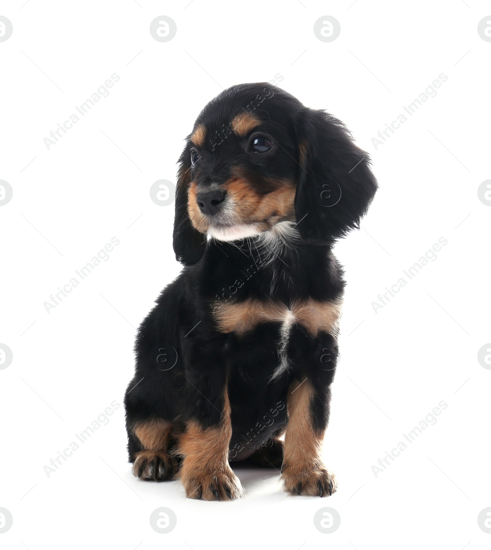 Photo of Cute English Cocker Spaniel puppy on white background