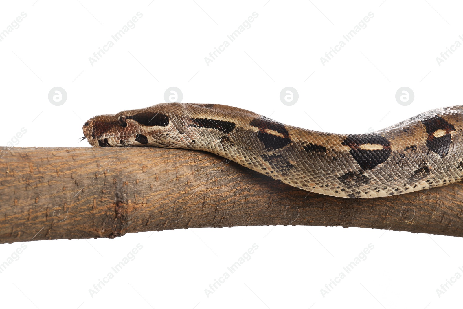 Photo of Brown boa constrictor on tree branch against white background