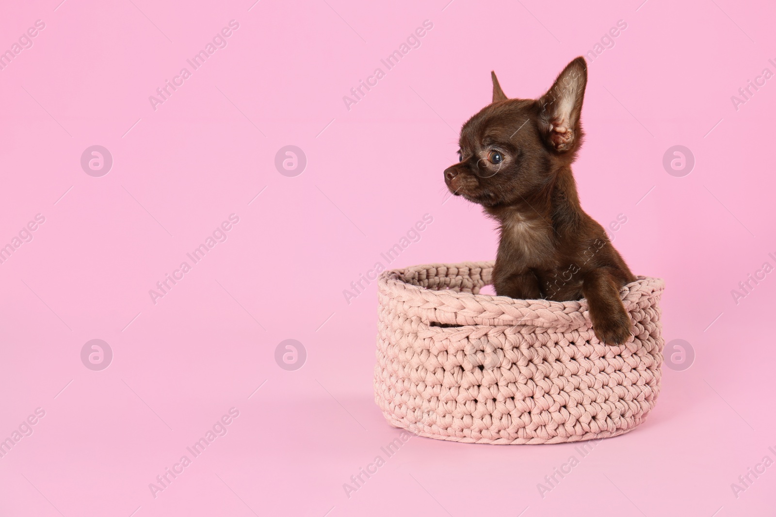 Photo of Cute small Chihuahua dog in knitted basket on pink background. Space for text