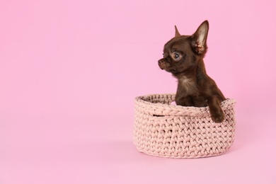 Photo of Cute small Chihuahua dog in knitted basket on pink background. Space for text