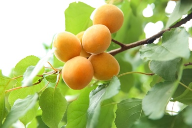 Photo of Delicious ripe apricots on tree outdoors, closeup