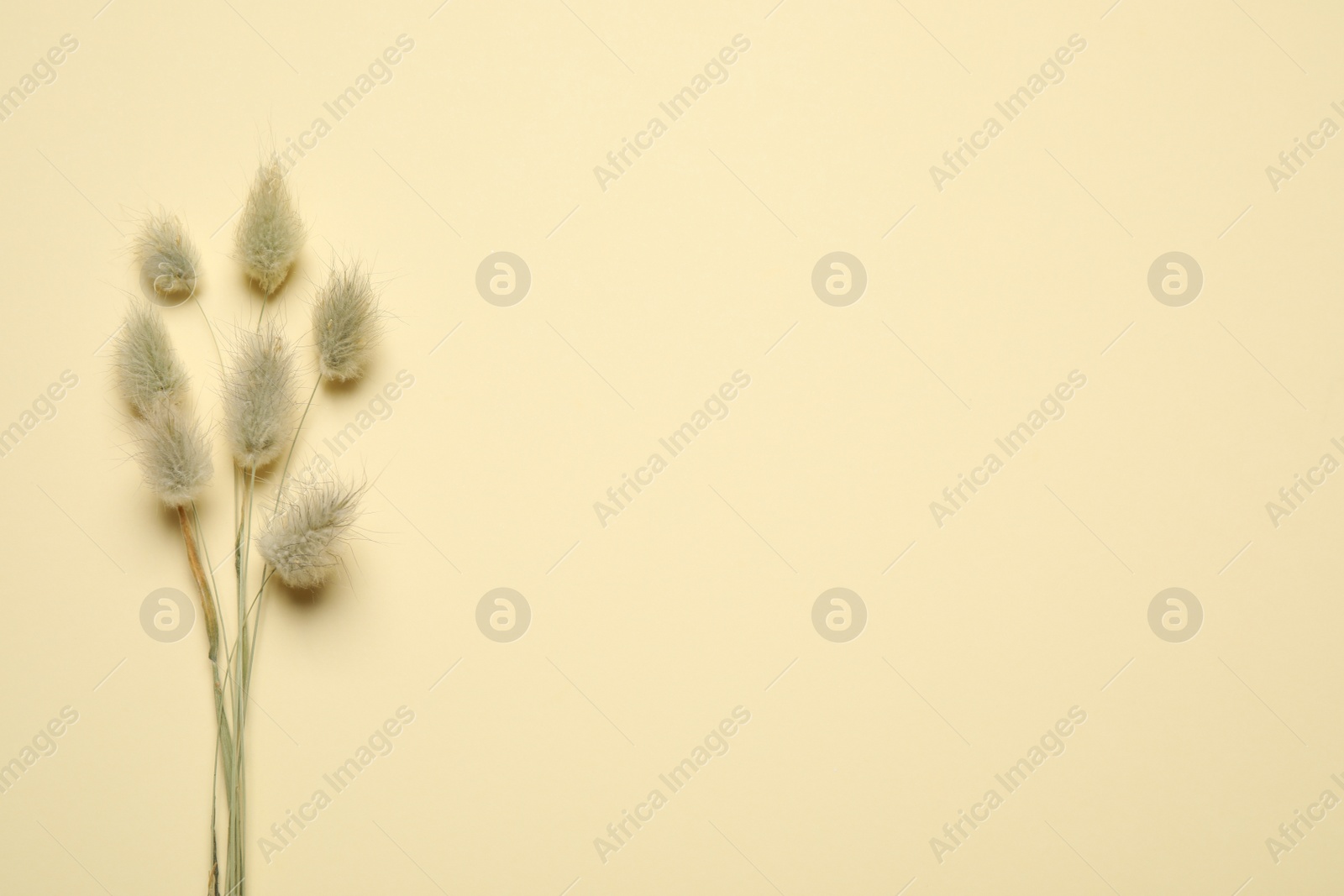 Photo of Bouquet of dried flowers on beige background, flat lay. Space for text