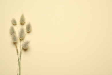 Photo of Bouquet of dried flowers on beige background, flat lay. Space for text