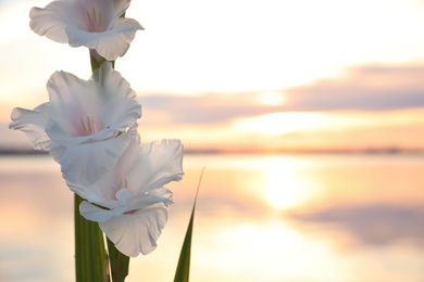 Photo of Beautiful white gladiolus flowers against river at sunset, space for text. Nature healing power