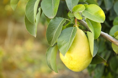 Photo of Fresh juicy pear on tree in garden, closeup. Space for text