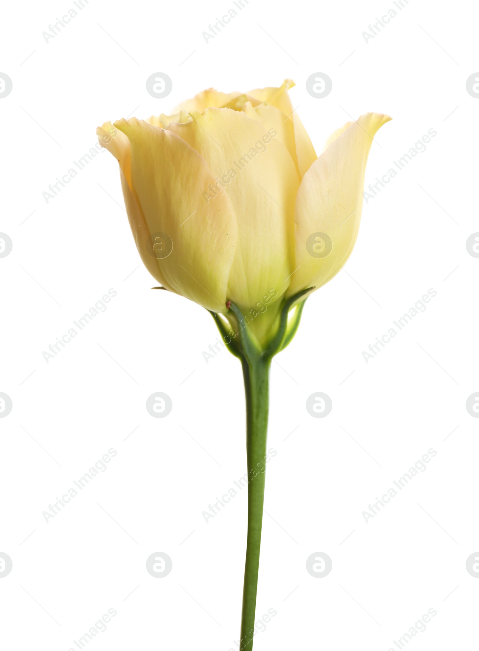 Photo of Beautiful fresh Eustoma flower on white background