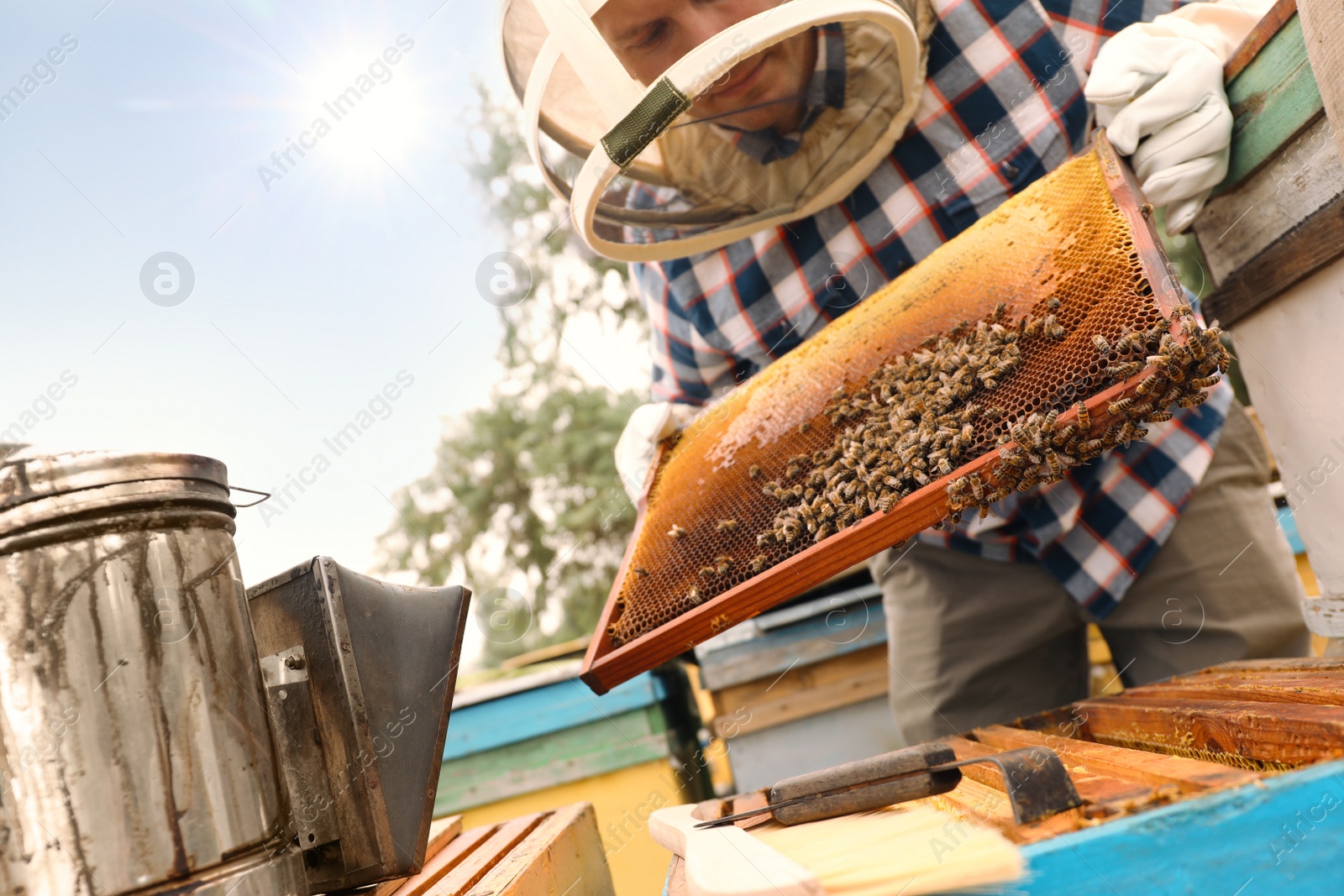 Photo of Beekeeper with hive frame at apiary. Harvesting honey