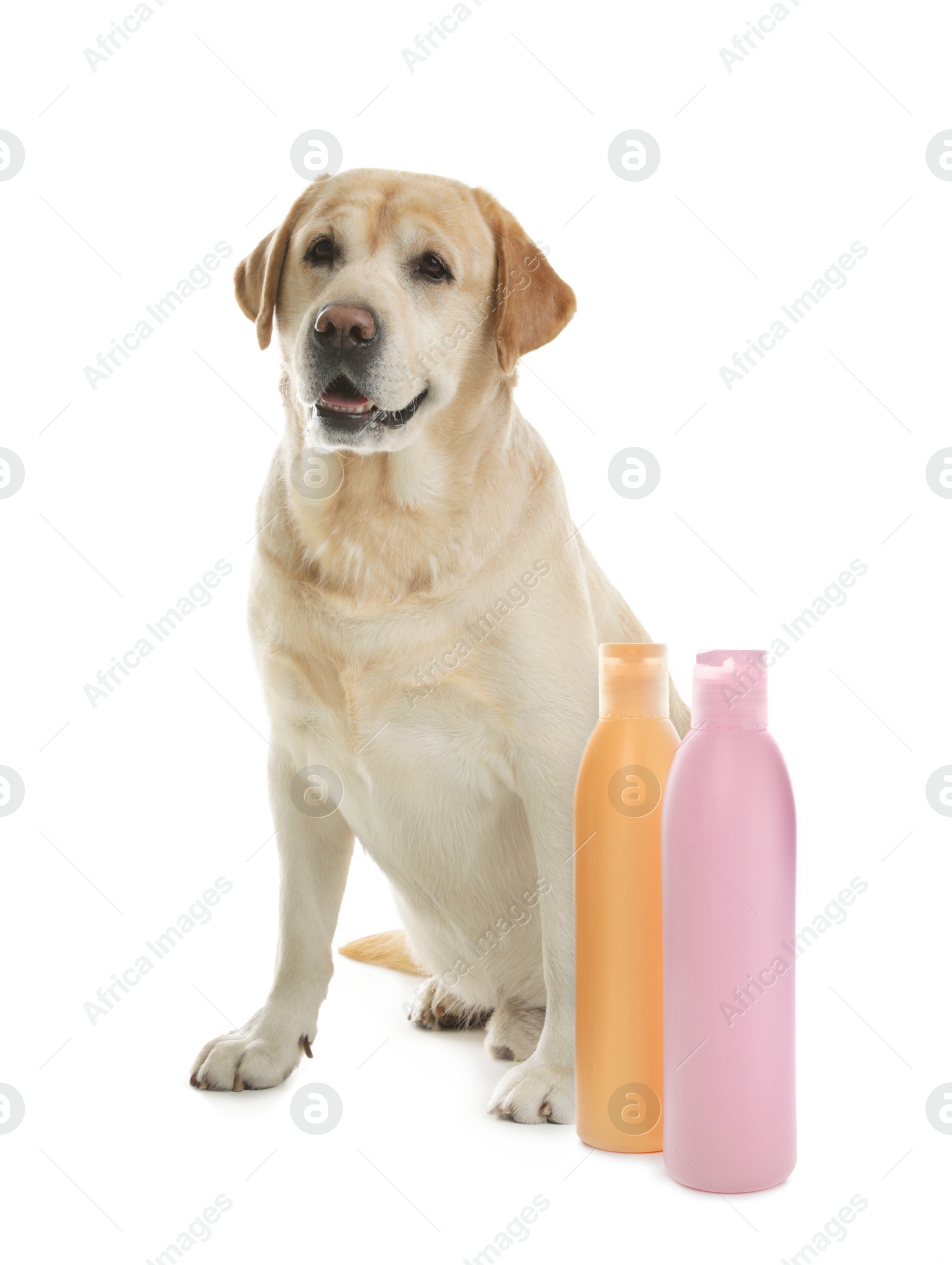 Image of Cute labrador retriever and bottles of dog shampoo on white background