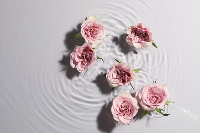 Beautiful roses in water on white background, top view