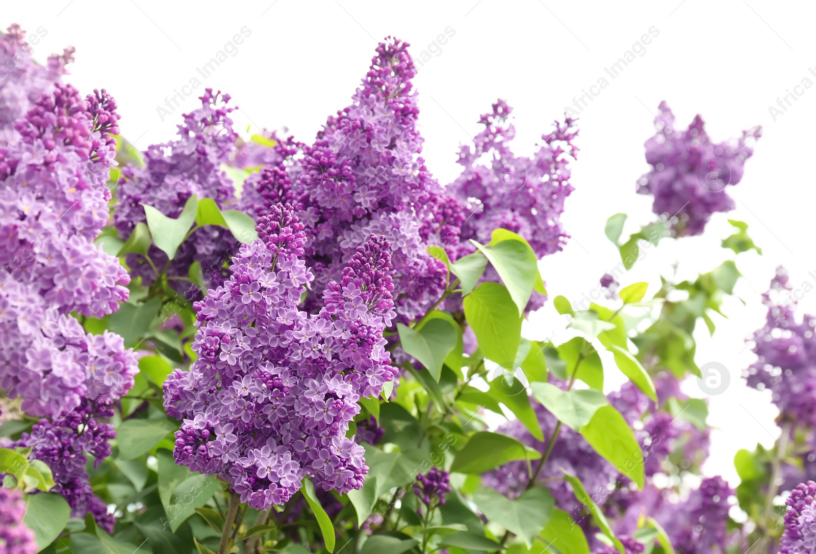 Photo of Blossoming lilac outdoors on spring day