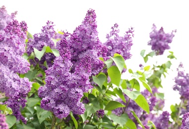 Blossoming lilac outdoors on spring day