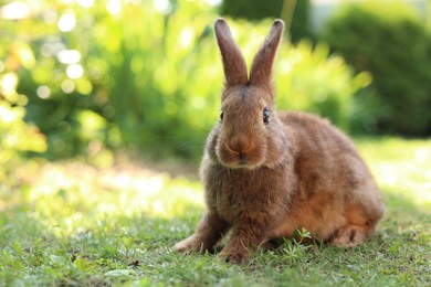 Cute fluffy rabbit on green grass outdoors. Space for text