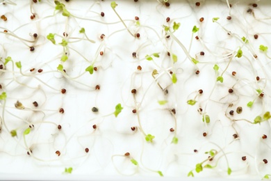 Photo of Sprouted rape seeds on white background, flat lay. Laboratory research